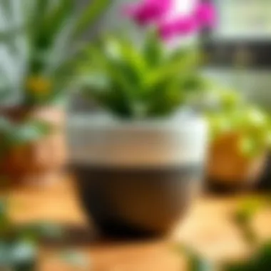 Exploring the 12 Inch Plant Pot with Drainage: Design, Functionality, and Beyond Summary