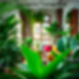 Lush indoor plants enhancing living space