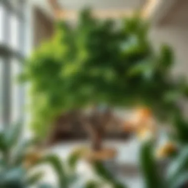 Lush Indoor Tree Transforming A Living Space Lush indoor tree enhancing living space