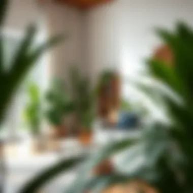 A serene room featuring green plants and natural light